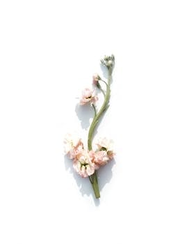 Delicate pink flowers on a white background, showcasing natural beauty and simplicity.