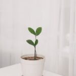 A small potted plant on a white table, highlighting minimalist and decorative indoor design.